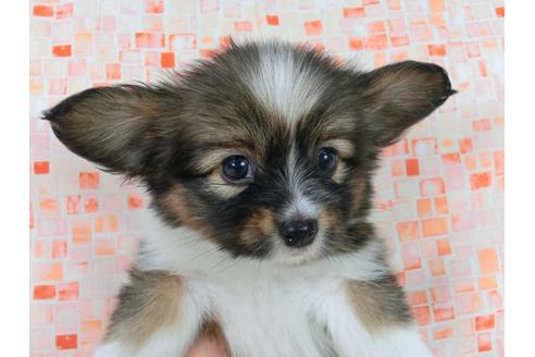 成約済の千葉県のパピヨン-58524の1枚目