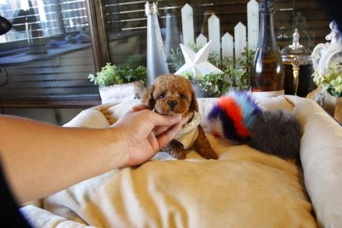 成約済の埼玉県のトイプードル-58557の5枚目