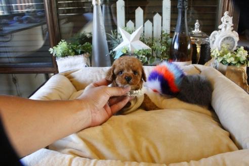 成約済の埼玉県のトイプードル-58557の4枚目