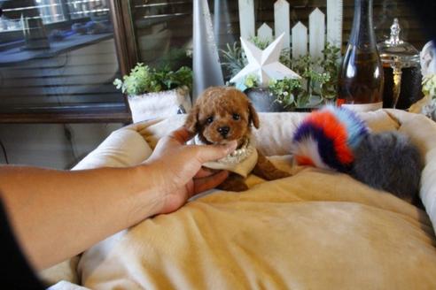 成約済の埼玉県のトイプードル-58557の3枚目