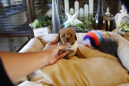 成約済の埼玉県のトイプードル-58557の1枚目