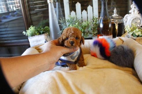 成約済の埼玉県のトイプードル-58560の1枚目