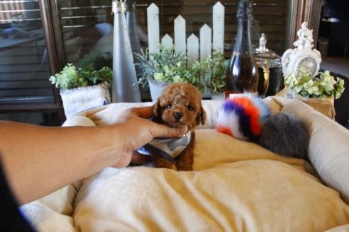 成約済の埼玉県のトイプードル-58560の5枚目