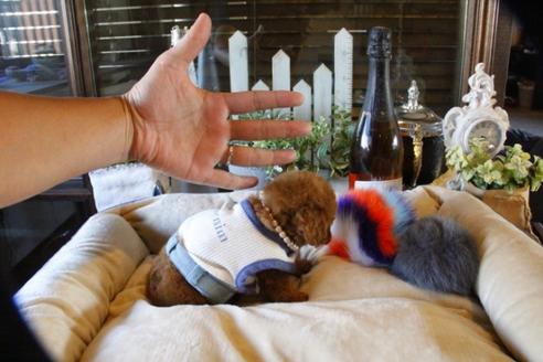 成約済の埼玉県のトイプードル-58560の4枚目