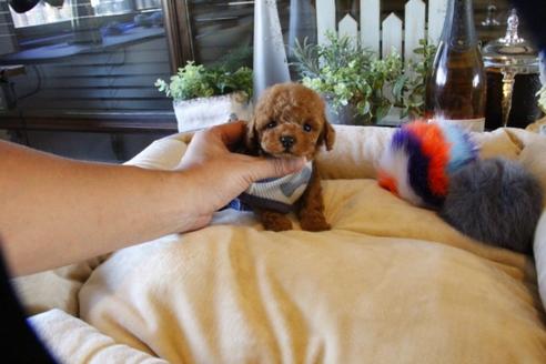 成約済の埼玉県のトイプードル-58560の3枚目