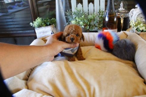 成約済の埼玉県のトイプードル-58560の2枚目