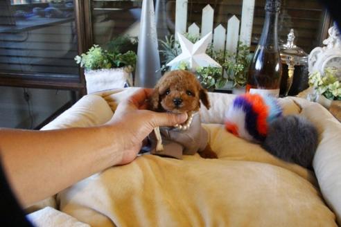 成約済の埼玉県のトイプードル-58562の5枚目