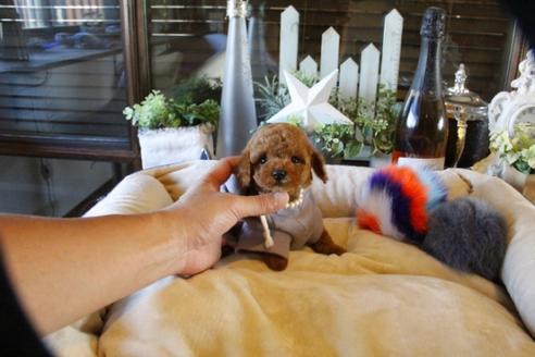 成約済の埼玉県のトイプードル-58562の4枚目