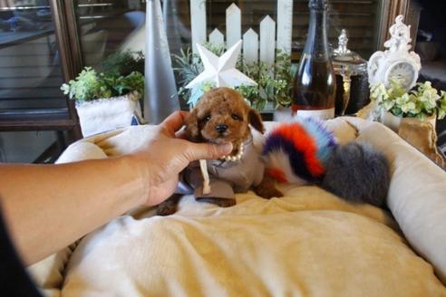 成約済の埼玉県のトイプードル-58562の3枚目