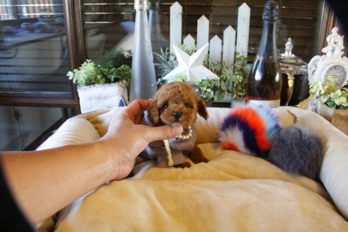 成約済の埼玉県のトイプードル-58562の2枚目