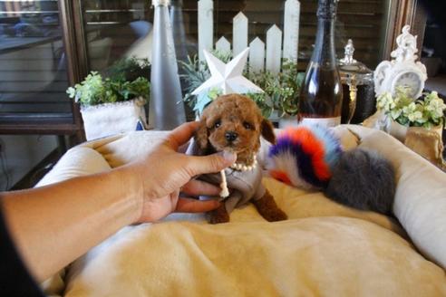 成約済の埼玉県のトイプードル-58562の1枚目