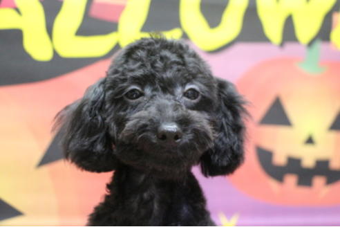 成約済の千葉県のトイプードル-53982の5枚目