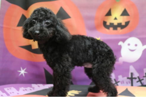 成約済の千葉県のトイプードル-53982の4枚目