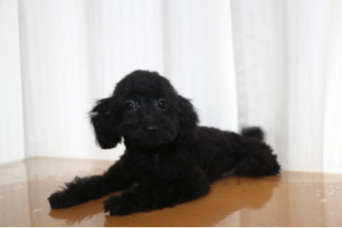 成約済の千葉県のトイプードル-53982の2枚目