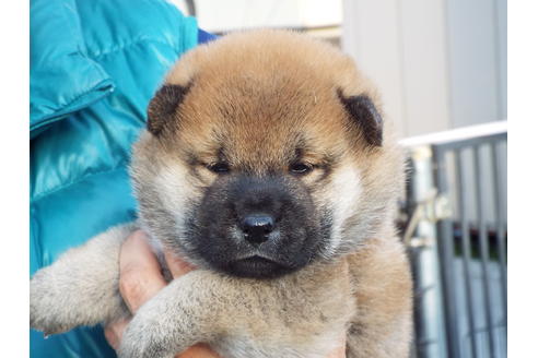 成約済の埼玉県の柴犬-58572