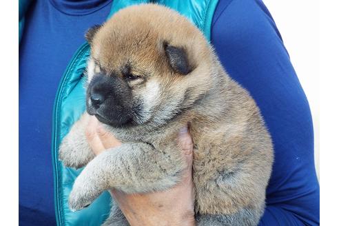 成約済の埼玉県の柴犬-58572の4枚目