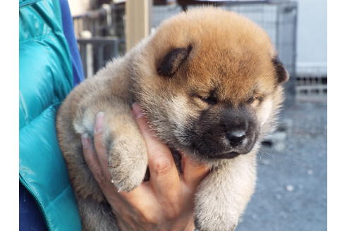 成約済の埼玉県の柴犬-58572の3枚目