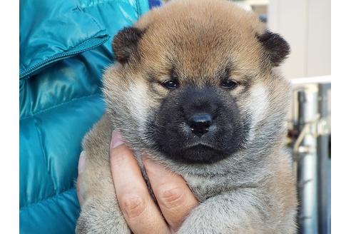 成約済の埼玉県の柴犬-58572の2枚目