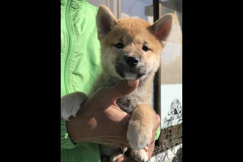 成約済の愛知県の柴犬-58591の1枚目