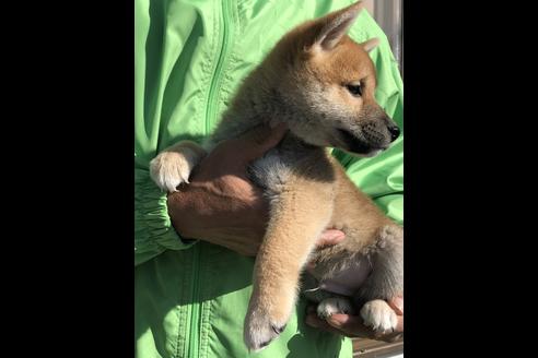 成約済の愛知県の柴犬-58591の5枚目