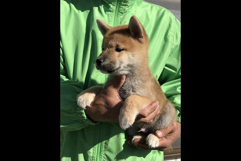 成約済の愛知県の柴犬-58591の4枚目