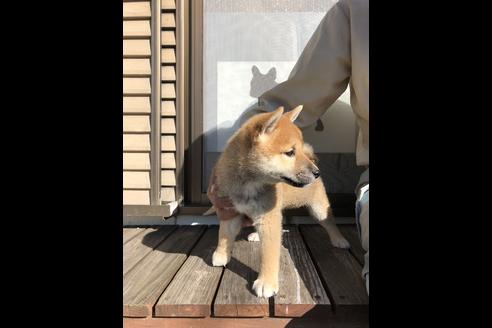 成約済の愛知県の柴犬-58591の3枚目