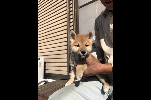 成約済の愛知県の柴犬-58591の2枚目