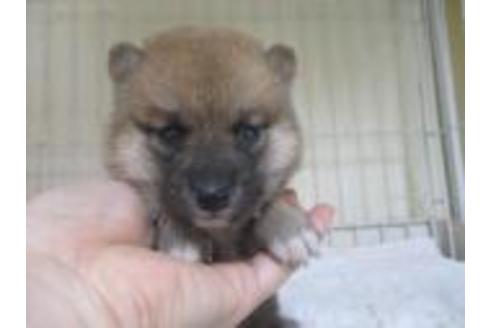 成約済の岡山県の豆柴-58609の2枚目