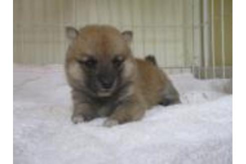 成約済の岡山県の豆柴-58609の1枚目