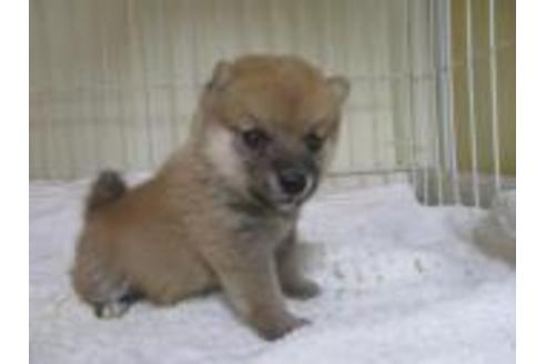 成約済の岡山県の豆柴-58610の2枚目