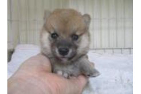 成約済の岡山県の豆柴-58610の1枚目