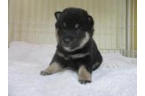 成約済の岡山県の柴犬-58611の2枚目