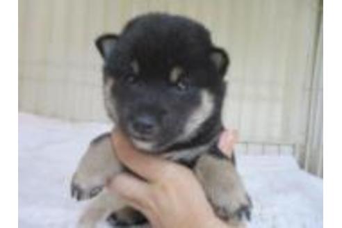 成約済の岡山県の柴犬-58611の1枚目