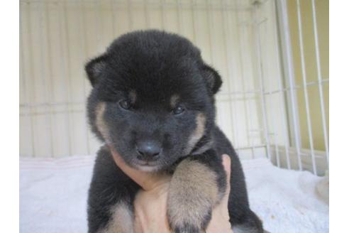 成約済の岡山県の柴犬-58612の2枚目