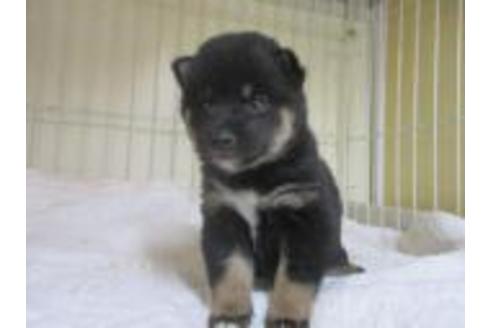 成約済の岡山県の柴犬-58612の1枚目