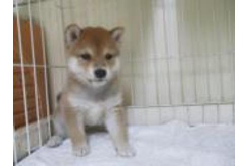 成約済の岡山県の柴犬-58614の2枚目