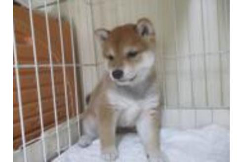 成約済の岡山県の柴犬-58614の1枚目