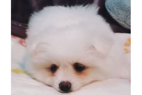 北海道のポメラニアン 男の子 18 08 生まれ ホワイト 子犬id ブリーダーナビ