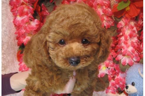 成約済の茨城県のトイプードル-58650の3枚目