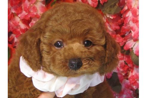 成約済の茨城県のトイプードル-58650の1枚目