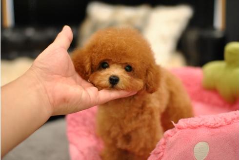 成約済の茨城県のトイプードル-55687の2枚目