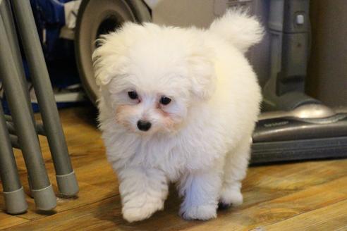 成約済の愛知県のトイプードル-55451の41枚目