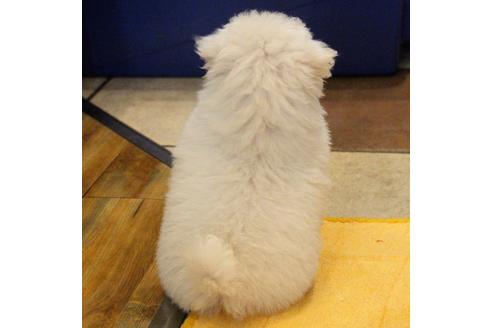 成約済の愛知県のトイプードル-55451の40枚目