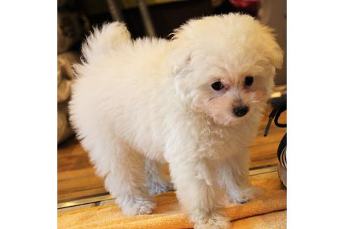 成約済の愛知県のトイプードル-55451の39枚目