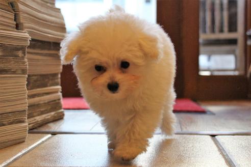 成約済の愛知県のトイプードル-55451の38枚目