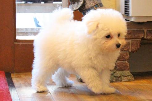 成約済の愛知県のトイプードル-55451の37枚目