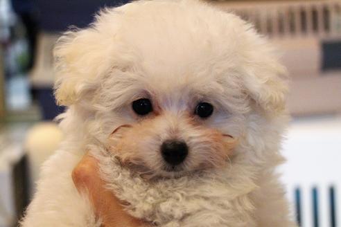 成約済の愛知県のトイプードル-55451の36枚目