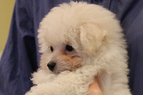 成約済の愛知県のトイプードル-55451の35枚目