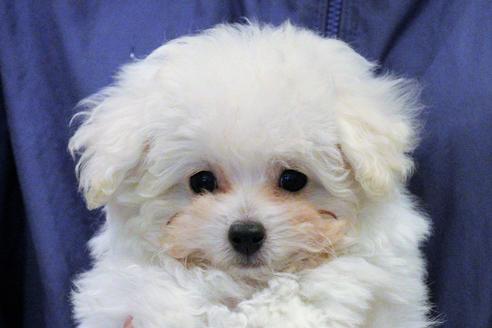 成約済の愛知県のトイプードル-55451の34枚目