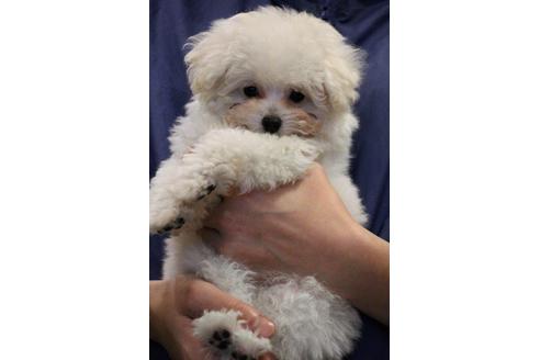 成約済の愛知県のトイプードル-55451の33枚目